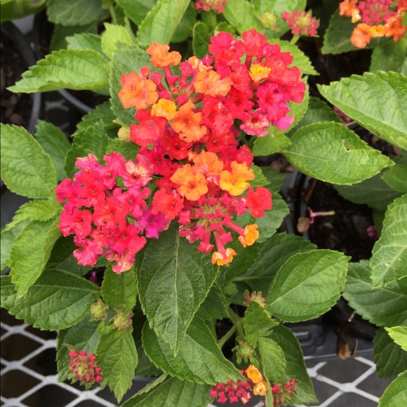 Meet your Posher, Jessica - Picture 1 of 1